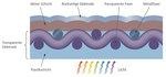 Flexibles Modul Polymer Aufbau - © Grafik: EMPA