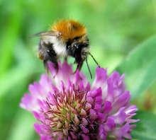 Biologische Vielfalt... | ...taugt auch für den Fermenter. - © berggeist007 / pixelio.de Biologische Vielfalt... | ...taugt auch für den Fermenter.
