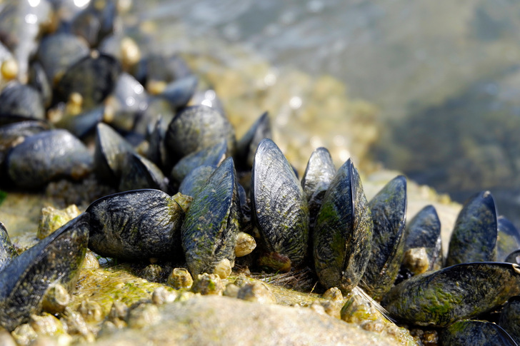 Miesmuscheln an einem Riff. Offshore-Windparks werden oft von allein als künstliche Riffe von Muscheln besiedelt.  - © barbamauro - stock.adobe.com
 Miesmuscheln an einem Riff. Offshore-Windparks werden oft von allein als künstliche Riffe von Muscheln besiedelt.