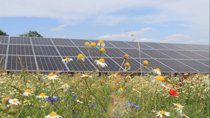 Der Solarpark in Dedendorf soll möglichst naturnah gestaltet werden. - © Green Planet Energy
