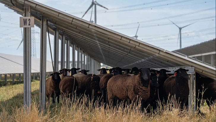 Die neue Solaranlage kombiniert Agri-PV, Windkraft, Photovoltaik und Speicher zu einem Gesamtkonzept. - © Püspök/Alex Lang