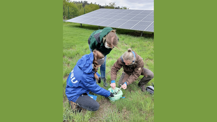 Der erste Schritt ist die Bestandsaufnahme. Hier haben Mitglieder:innen des NABU und Mitarbeiter:innen von Naturstrom Bodenproben im Solarpark Nochten entnommen. - © Naturstrom