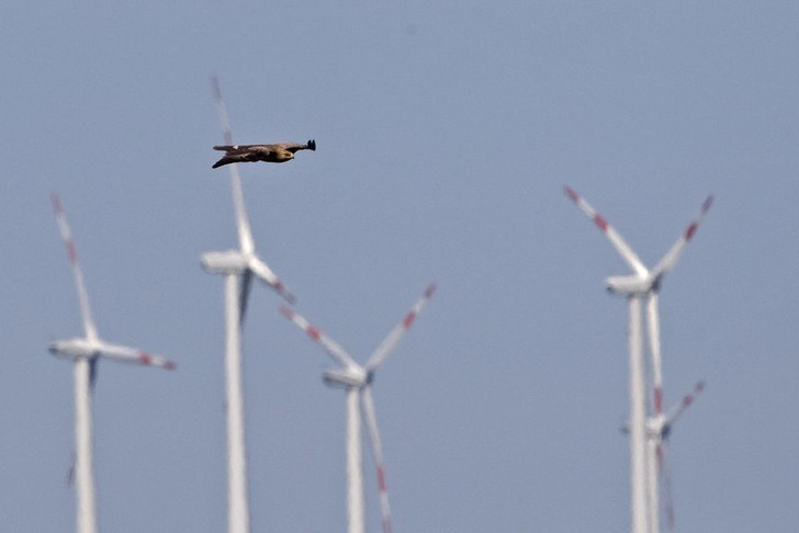 Schreiadler vor einem Windpark - © T.Krumenacker - NABU