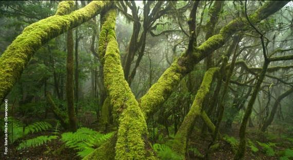 Urwald in Europa. - © Foto: Greenpeace / Marcus Mathe