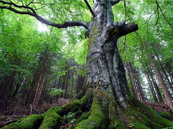 Wenn man Bäume wie diesen sieht, ahnt man, wie robust das Material Holz ist. Vielleicht wird es auch im Rotorblattbau künftig eine größere Rolle spielen. - © Foto: Frank Lünstroth