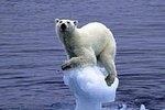 Climate change roars on.&nbsp;One effect is that the polar ice caps are melting. - © Greenaction