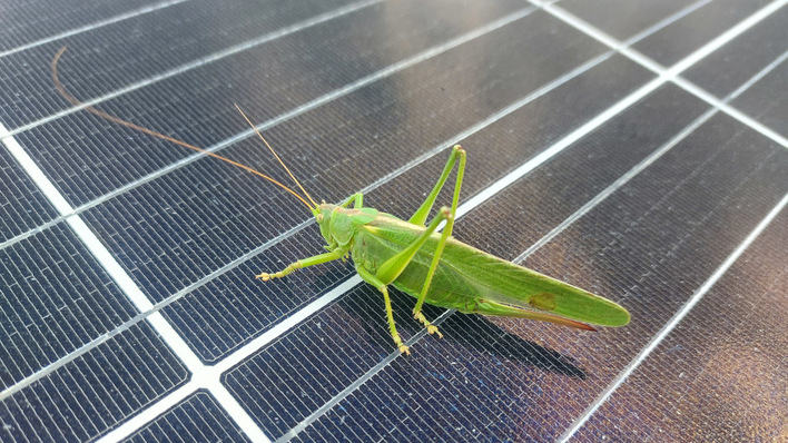 © Rolf Peschel In den Solarparks haben die Studienautoren viele Pflanzen- und Tierarten gefunden, die von den Landwirtschaftsflächen vertrieben wurden.