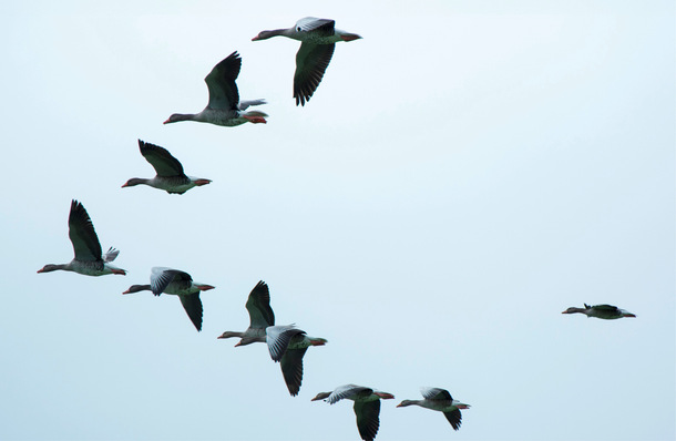© Foto: Antranias - pixabay Bester Auftrieb in richtiger und flexibler Formation – Vogelflug als denkbares Vorbild für Windparks?