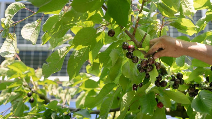 © SunAgri Die Agri-PV liefert nicht nur Strom, sondern bietet auch viele Vorteil für die Pflanzen und Tiere.